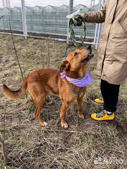 Собака в добрые руки отдам бесплатно