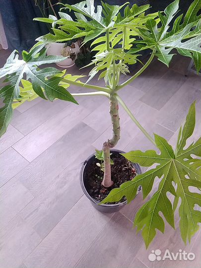 Папайя саженцы, фиттония, пеперомия