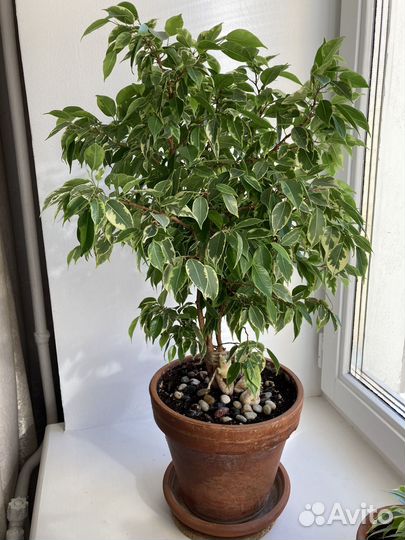 Фикус бенджамина пестролистный