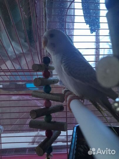 Волнистые попугай с клеткой