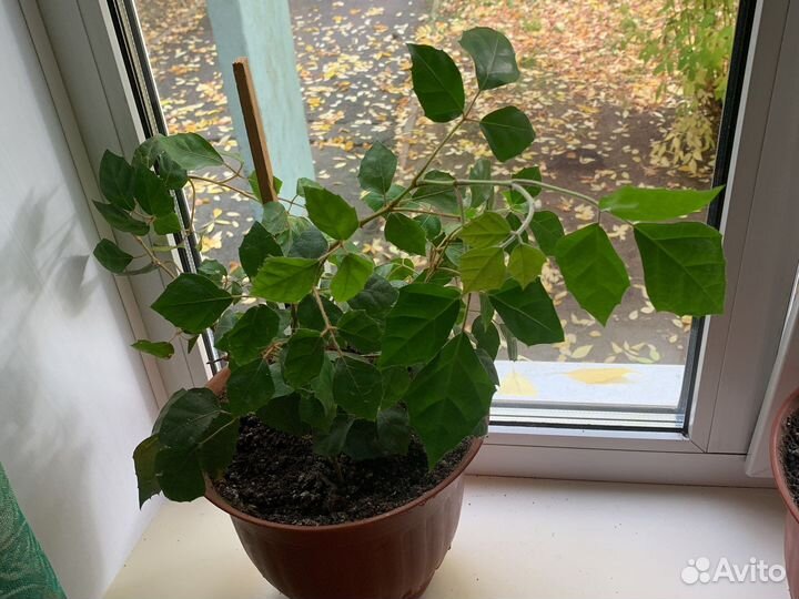 Комнатные цветы