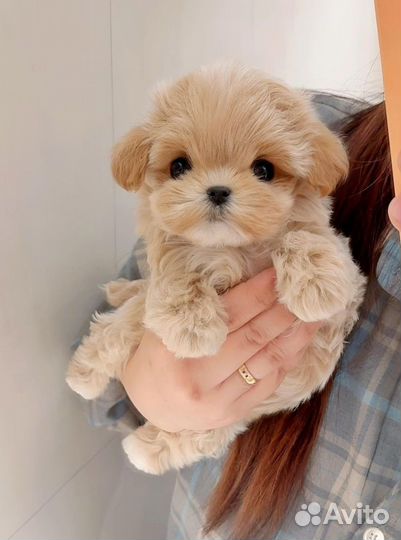 Мальтипу f1 девочка