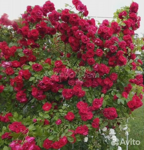 Саженцы розы плетистой
