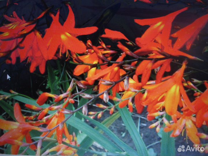 Монтбреция Маки восточные Дицентра