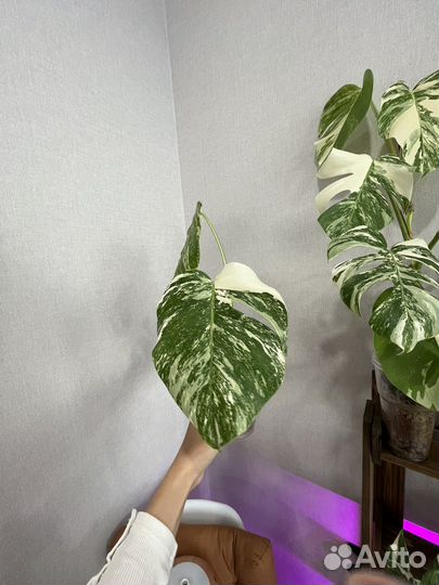 Монстера альба верхушка