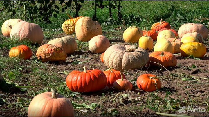 Тыква кормовая