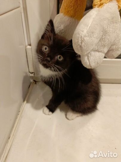 Котик в добрые руки