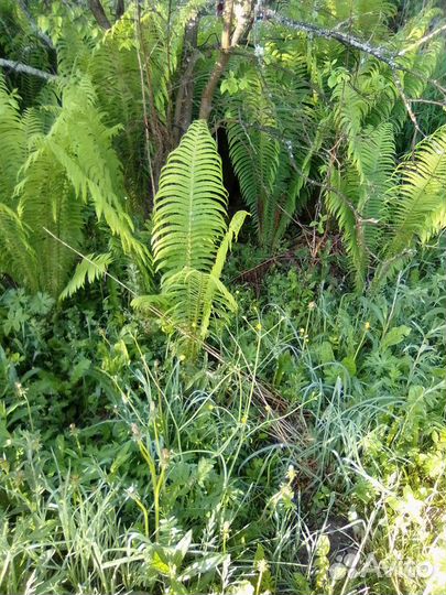 Папоротник садовый