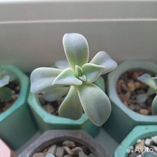 Кактусы и суккуленты