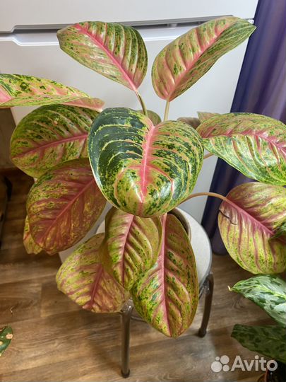 Аглаонема андини