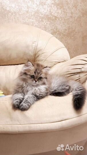 Персидские котята