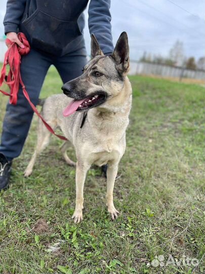 Восточноевропейская овчарка помесь