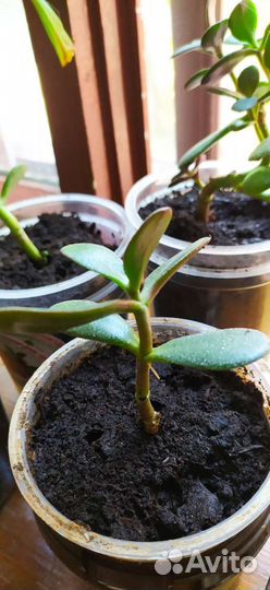 Денежное дерево толстянка