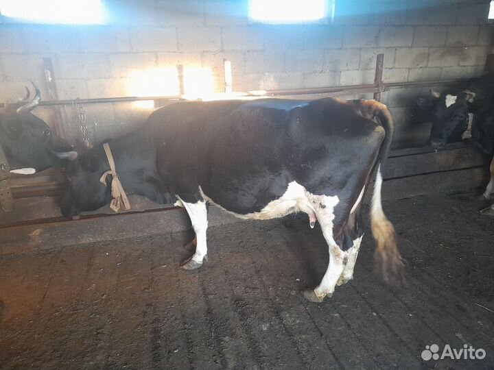 Корова дойная