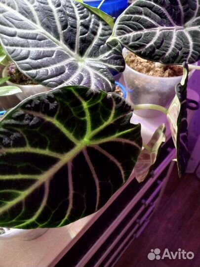 Алоказия шкура дракона