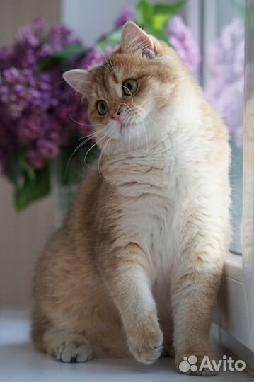 Золотой британский котик