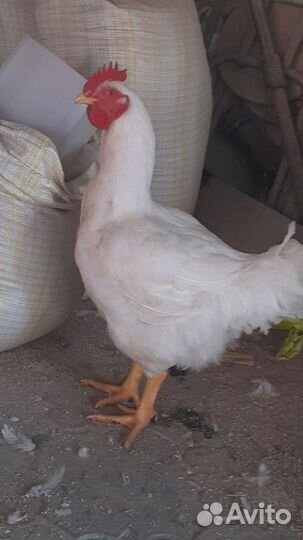 Муларды утки гуси куры бролеры живьем и на забой