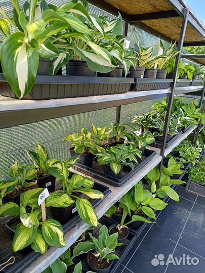 Многолетние растения