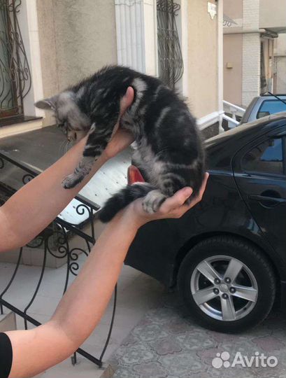 Кошки в добрые руки