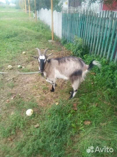 Зааненская дойная коза