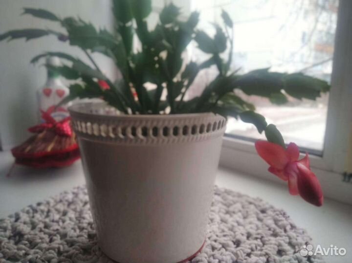 Декабрист шлюмбергера