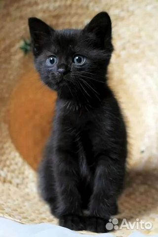 Кошка в дар бесплатно