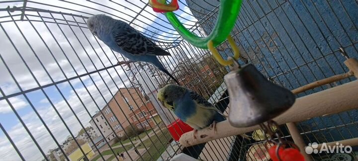 Волнистый попугай с клеткой мальчик И девочка