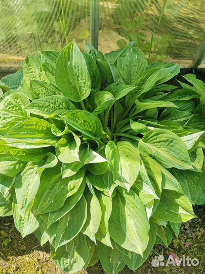 Хосты большие кусты
