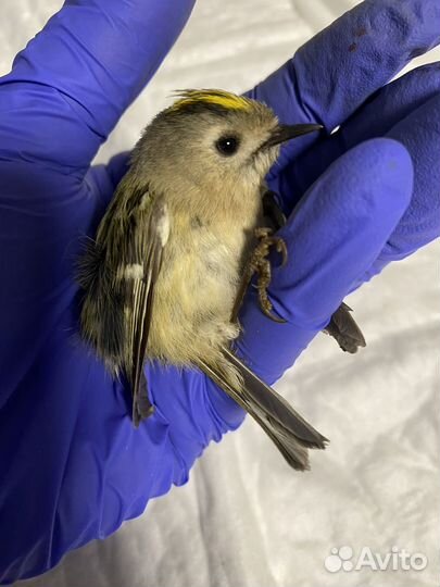 Орнитолог. Онлайн консультация