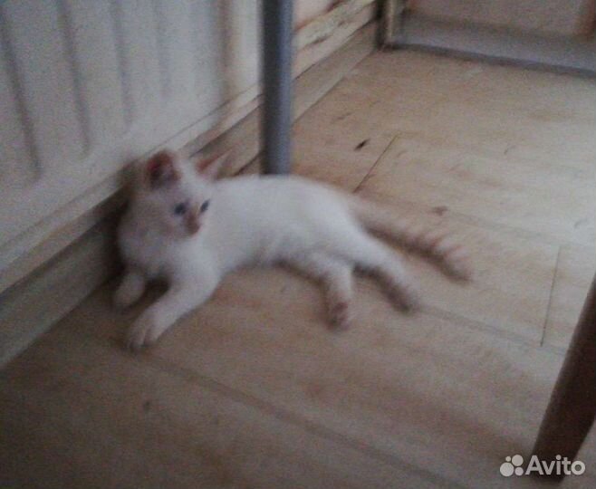 Ангорская кошечка