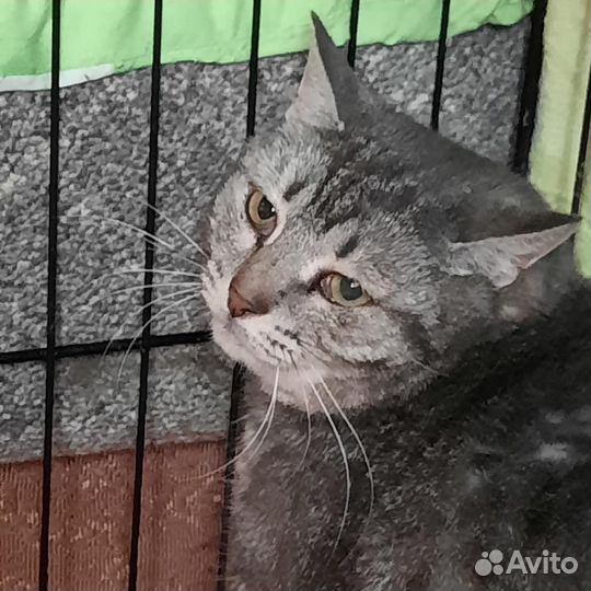 Кошке нужен дом