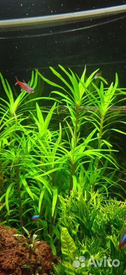 Аквариумное растение
