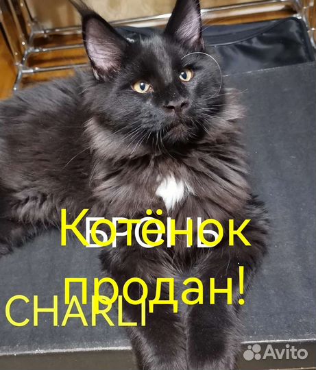 Котята мейн-кун черный