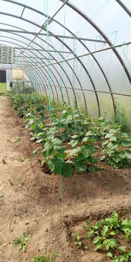 Участок 3 га (СНТ, ДНП)