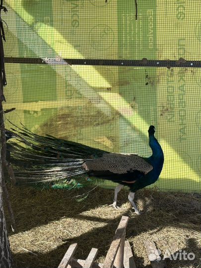 Павлины продажа / два самца и самка