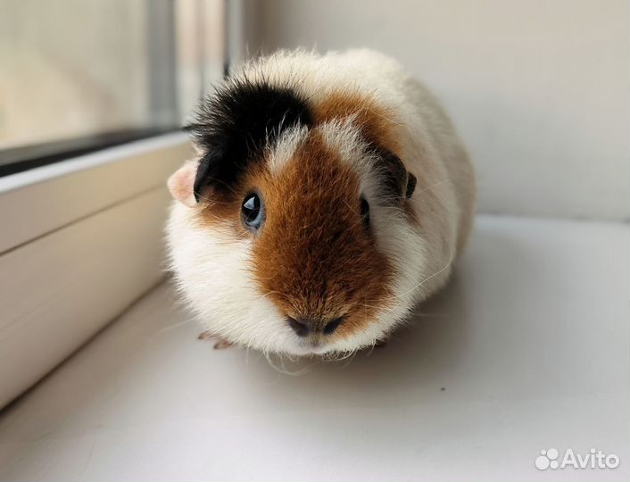 Морская свинка американский тедди самка