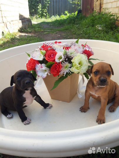 Щенки питбуля