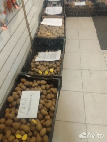 Семянной картофель