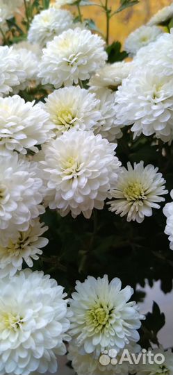 Хризантемы мультифлора