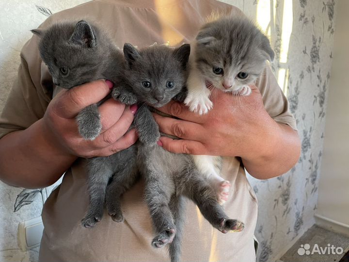 Британская кошка