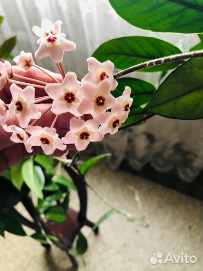 Хойя взрослое растение