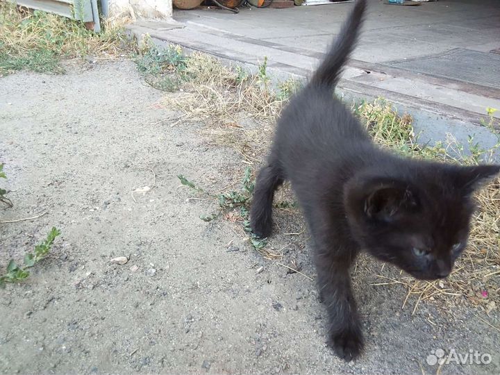 Котёнок в добрые руки