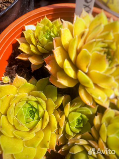 Молодило каменная роза