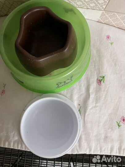 Карликовый африканский ежик