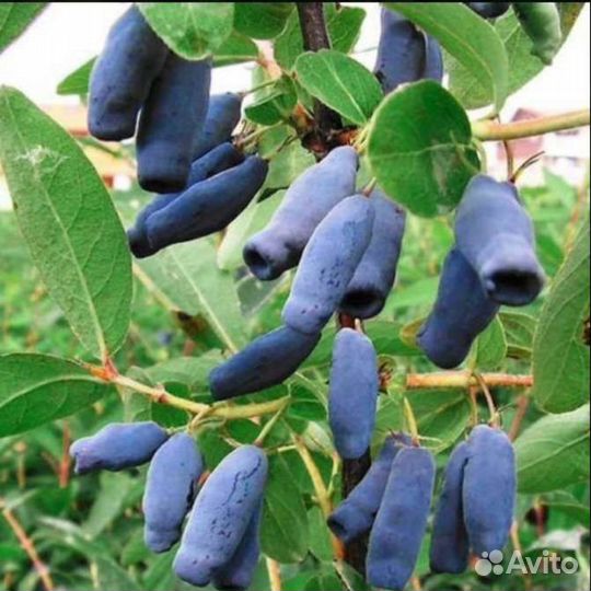 Саженцы жимолости