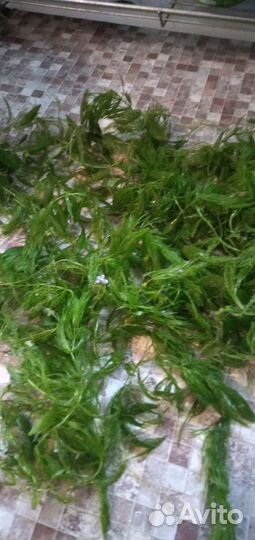 Роголистник пушистый