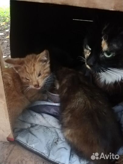 Котята в беде