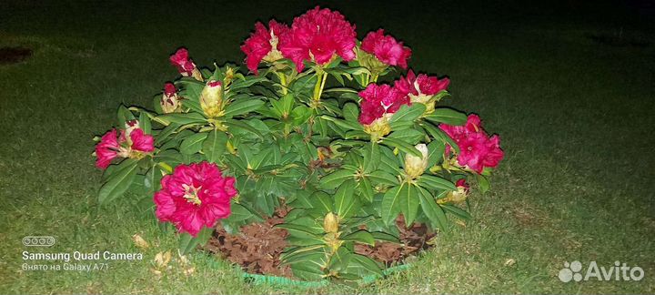 Рододендрон вечнозеленый