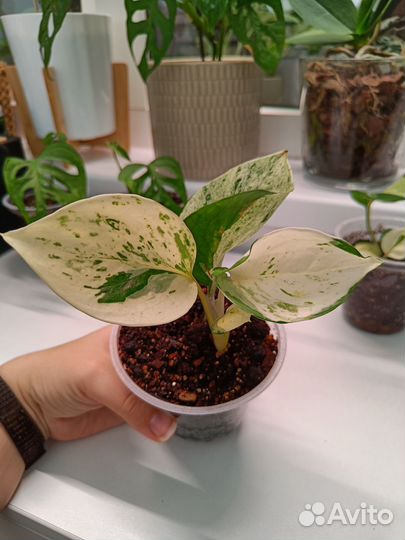 Эпипремнум Хэппи Лиф (Happy Leaf)