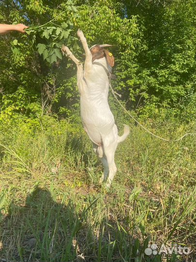 Продаются козлы на племя и козочки